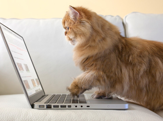 Cat on laptop Cat on laptop